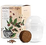 GROW2GO Dein eigener Zwergkaffee Strauch zum selber Pflanzen - Immergrüner Kaffeestrauch mit...