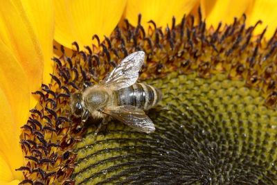 06 Bienenfreundliche Gartenpflanzen