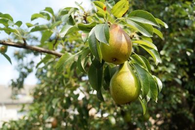 Pflegeleichte Obstsorten für deinen Garten - 5 Birnenbaum