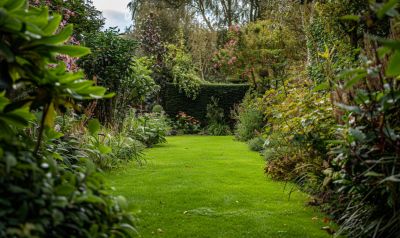 grüner rasen in einem garten