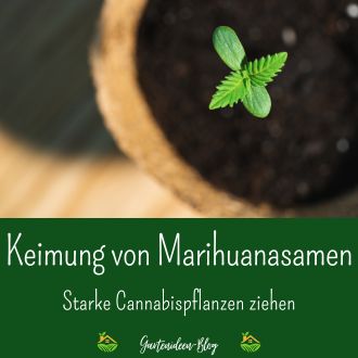 Keimung von Marihuanasamen - Starke Cannabispflanzen ziehen